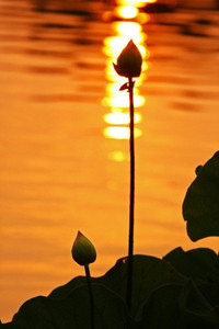 战术组合默契十足，强劲球队大胜豪取连胜