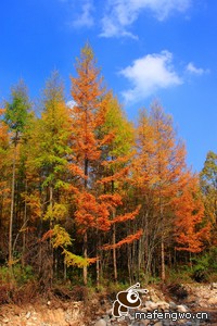 霍芬海姆主场憾负勒沃库森，星光黯淡，战意未泯