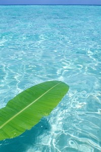 拓荒者国王的摇篮曲：血脉传承的传奇与宿命