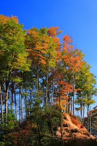 拓荒者国王的摇篮曲：血脉传承的传奇与宿命