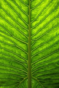 战术组合默契十足，强劲球队大胜豪取连胜